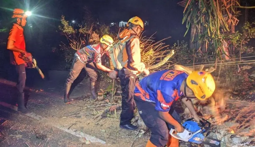 Diduga Karena Dibakar, Pohon di Desa Kejawan Bondowoso Tumbang hingga Timpa Pemotor