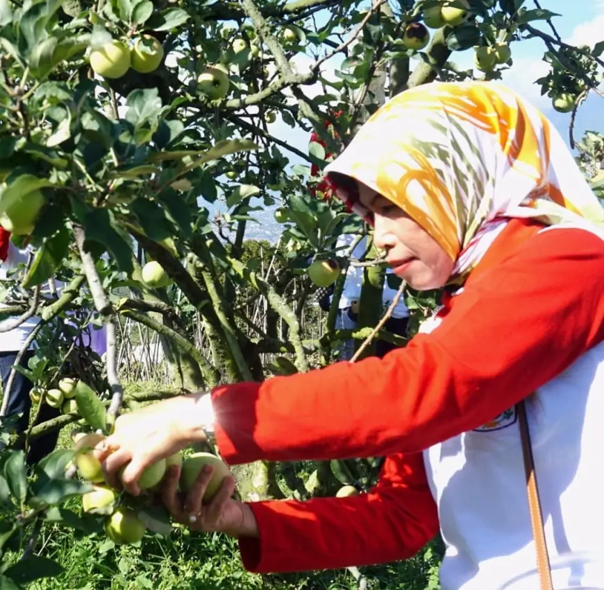 Agroklimat Disebut Jadi Kendala Utama Pertumbuhan Apel di Kota Batu