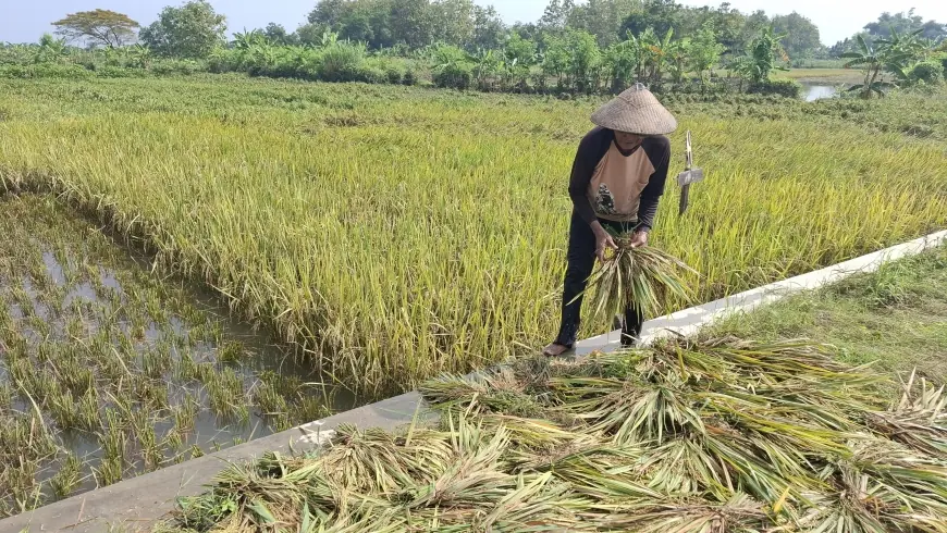 Imbas Banjir Luapan Sungai Lamong, Petani Padi di Gresik Merugi Jutaan Rupiah
