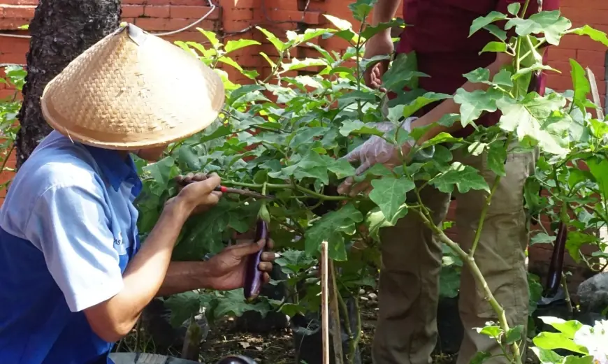 Warga Binaan Lapas Mojokerto Panen Hasil Kebun, Belajar Mandiri dari Pertanian Sederhana