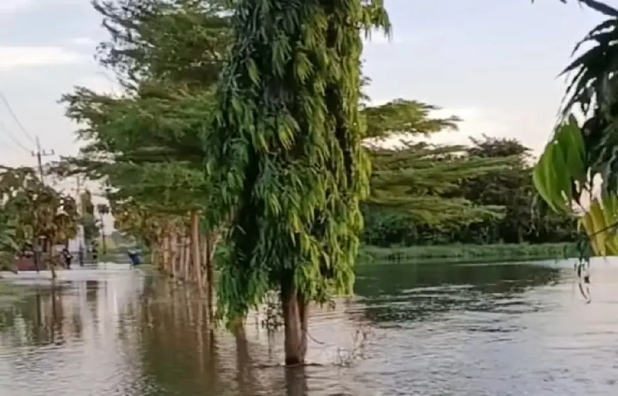 Banjir yang Melanda Puluhan Hektare Sawah dan Tambak di Gresik Berangsur Surut, Kerugian Materiel Mulai Dihitung