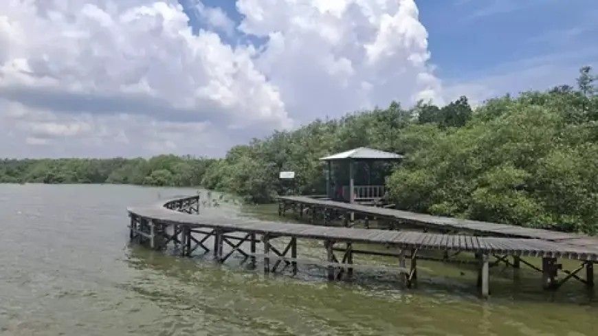 Menikmati Tenangnya Alam di Hutan Mangrove Karangkiring Gresik