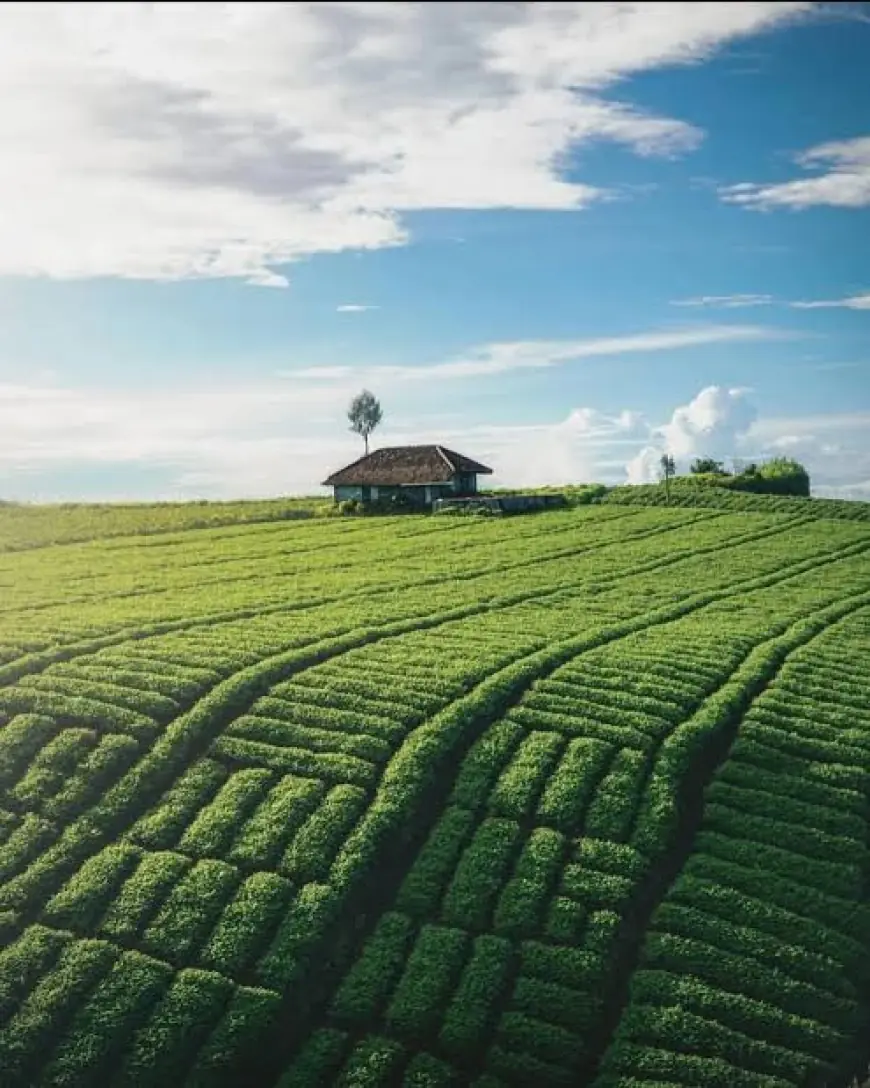Pesona Wisata Brakseng: Surga Tersembunyi di Atas Awan Kota Batu