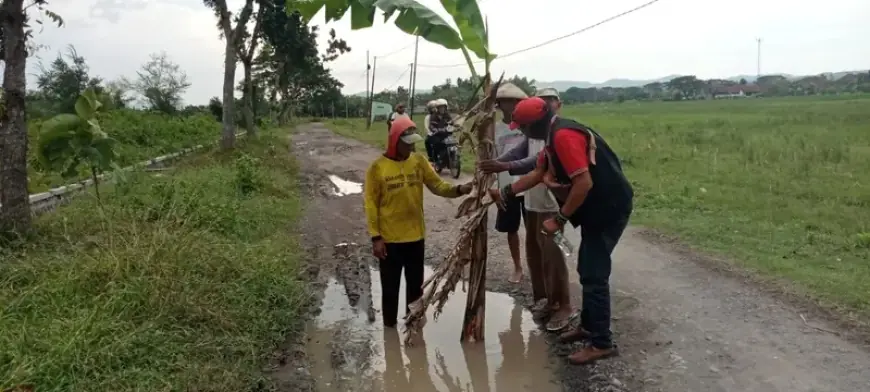 Warga Balongrejo Tanam Pohon Pisang di Tengah Jalan, Sindiran Keras terhadap Pemkab Nganjuk