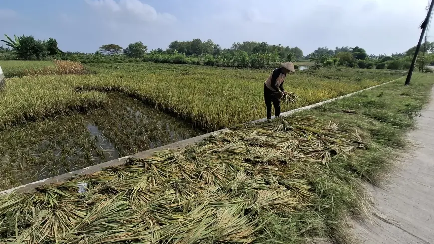Setelah Seminggu Berlalu, Banjir Luapan Sungai Lamong di Gresik Baru Surut, Sebanyak 3.983 KK Terdampak
