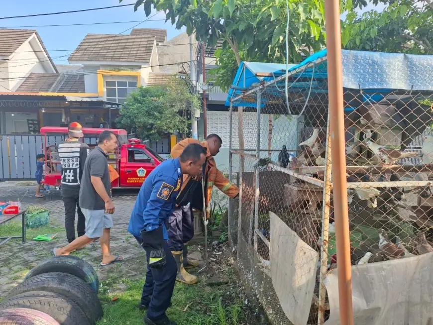 Warga Sekarkurung Gresik Digegerkan oleh Kemunculan Ular Piton Sepanjang 2 Meter