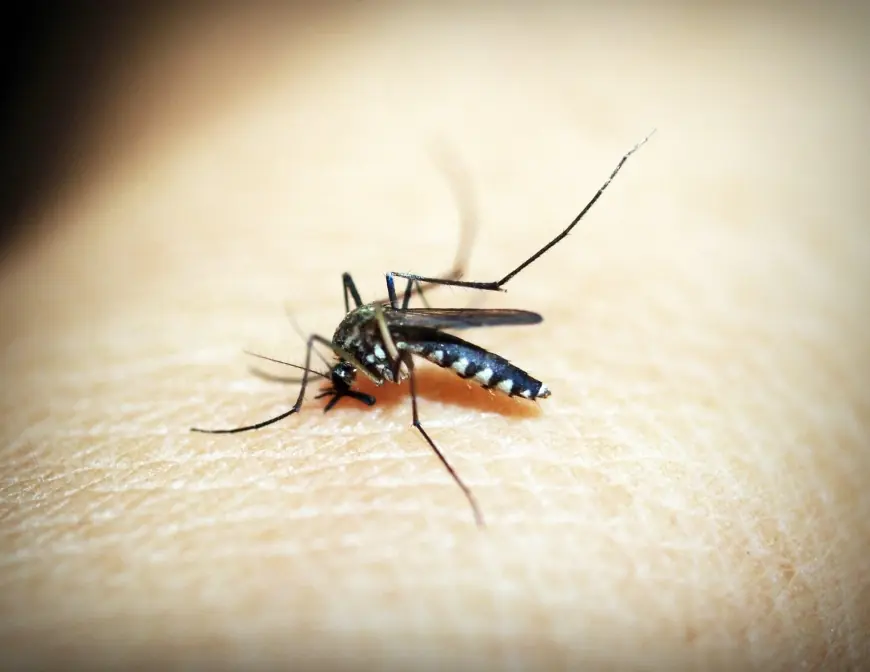 Dinkes Tulungagung Temukan 8 Pasien Malaria, Seluruhnya Kasus Impor
