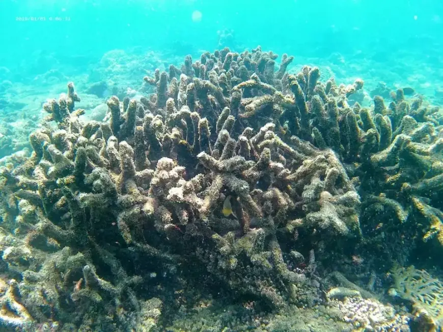 Belasan Hektare Terumbu Karang di Pantai Pasir Putih Situbondo Rusak, Diduga Tercemar Zat Kimia