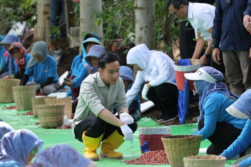 Wapres Gibran Panen dan Cicipi Kopi Arabika Ijen Bondowoso, Singgung Bantuan Alat Pertanian Modern