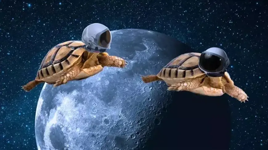 Bukan Astronot, Ternyata Kura-kura Makhluk Pertama yang Berhasil Keliling Bulan