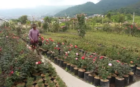 Didongkrak Hortikultura, Jawa Timur Catat Kenaikan NTP Tertinggi di Pulau Jawa pada Juni 2025