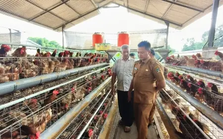 Dukung Program MBG dan Tindaklanjuti Kunjungan Wapres, Wabup Blitar Cek Peternakan Ayam Petelur