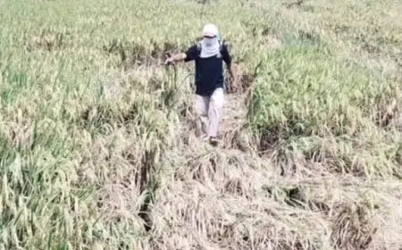 200 Hektare Padi Siap Panen di Nganjuk Terancam Gagal akibat Serangan Hama Wereng