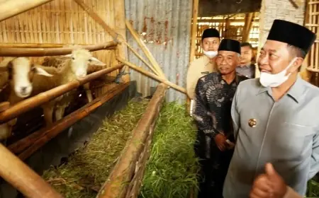 Cerita Peternak Kambing di Kampung Zakat Desa Sulek Bondowoso, Mampu Lunasi Utang dan Tebus Gadai Tanah
