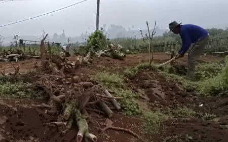 Daya Saing Apel Semakin Lesu, Petani di Kota Batu Beralih Tanam Sayur