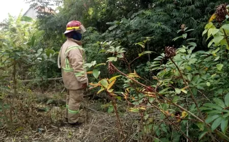 Monyet Liar Serang Bocah di Jombang, BPBD Lakukan Penyisiran