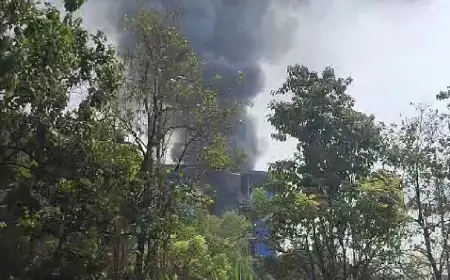 Pabrik PT Wilmar di Gresik Diduga Terbakar, Viral Kepulan Asap Hitam