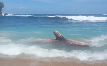 Hiu Tutul Sepanjang 5 Meter Mati Terdampar di Pantai Pangi Blitar