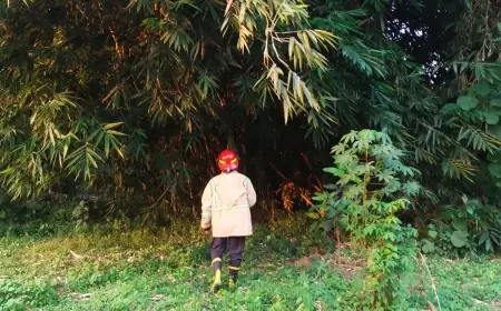 Monyet Liar Kembali Serang Warga di Jombang, Tim Gabungan Lakukan Perburuan
