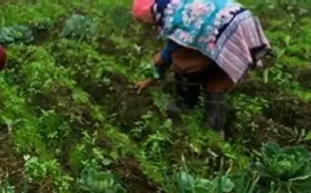 Fenomena Embun Beku di Bromo Sebabkan Petani Gagal Panen