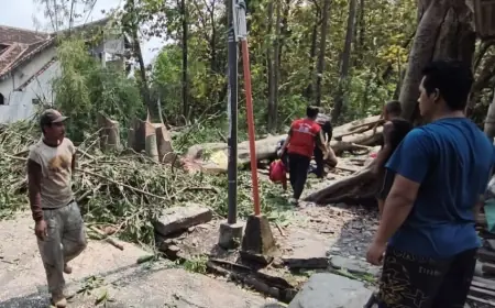 Penebang Kayu Tewas Tertimpa Pohon di Kota Mojokerto, Keluarga Ikhlas