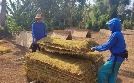 Harga Jatuh, Penyerapan Minim: Petani Tembakau di Probolinggo Tertekan