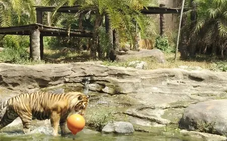 Peringati World Tiger's Day 2025, Batu Secret Zoo Gaungkan Konservasi Harimau Sumatera