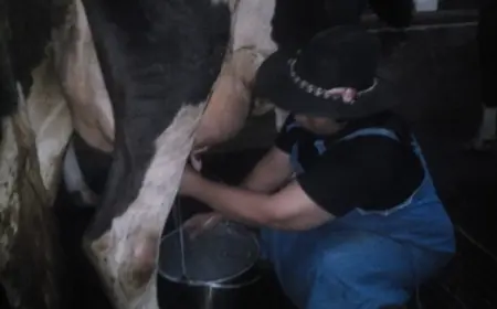 Harga Sapi Naik, Warga Dusun Brau di Kota Batu Makin Giat Beternak