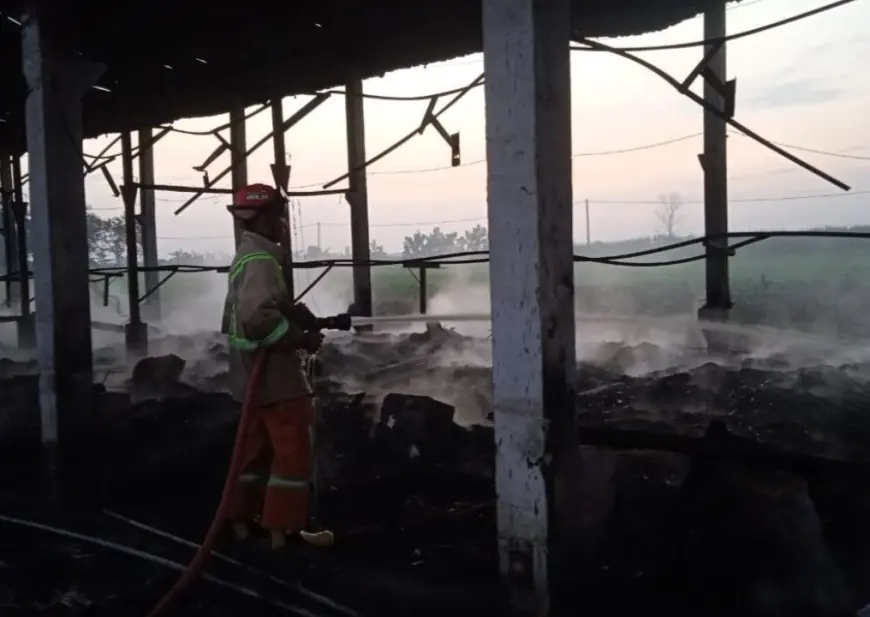 Kandang Ternak di Jombang Terbakar, Puluhan Ribu Ekor Ayam Terpanggang