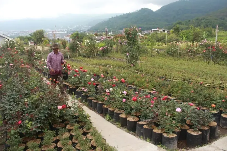 Didongkrak Hortikultura, Jawa Timur Catat Kenaikan NTP Tertinggi di Pulau Jawa pada Juni 2025