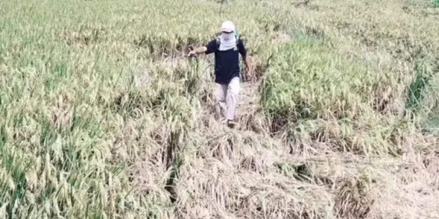 200 Hektare Padi Siap Panen di Nganjuk Terancam Gagal akibat Serangan Hama Wereng