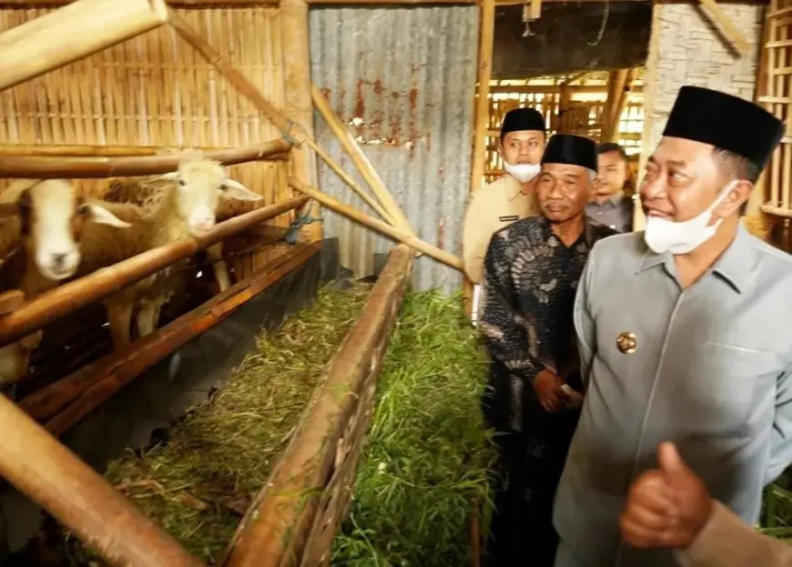 Cerita Peternak Kambing di Kampung Zakat Desa Sulek Bondowoso, Mampu Lunasi Utang dan Tebus Gadai Tanah