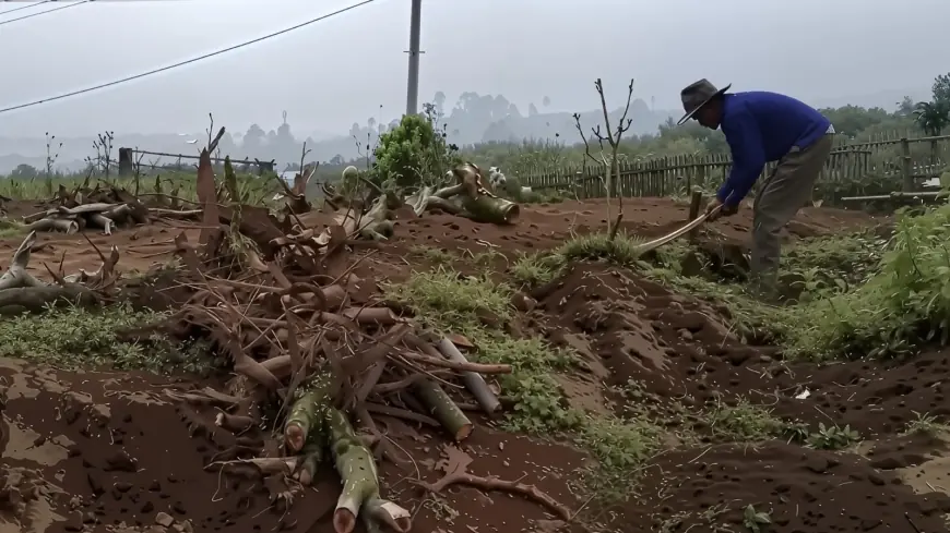 Daya Saing Apel Semakin Lesu, Petani di Kota Batu Beralih Tanam Sayur