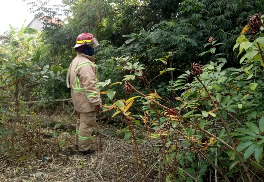Monyet Liar Serang Bocah di Jombang, BPBD Lakukan Penyisiran