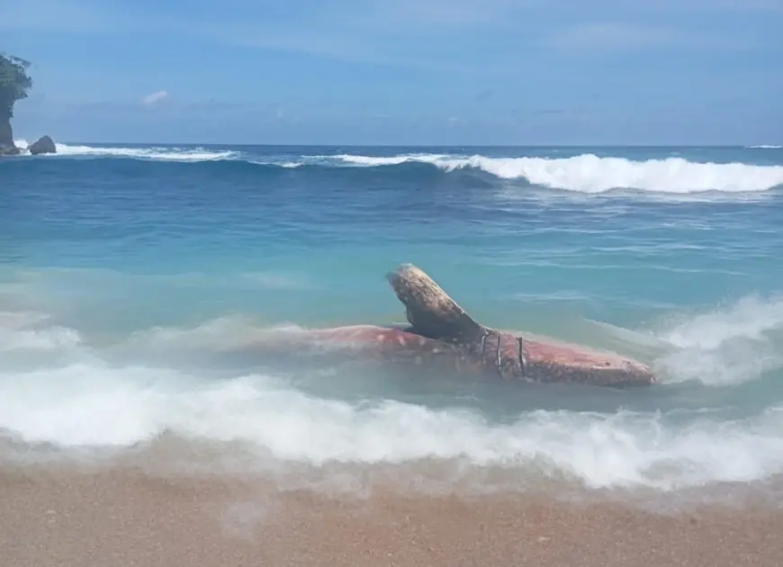 Hiu Tutul Sepanjang 5 Meter Mati Terdampar di Pantai Pangi Blitar