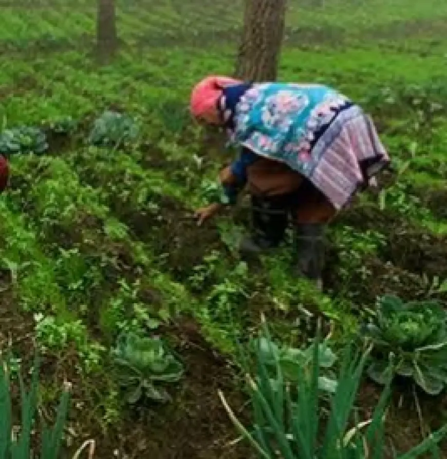 Fenomena Embun Beku di Bromo Sebabkan Petani Gagal Panen