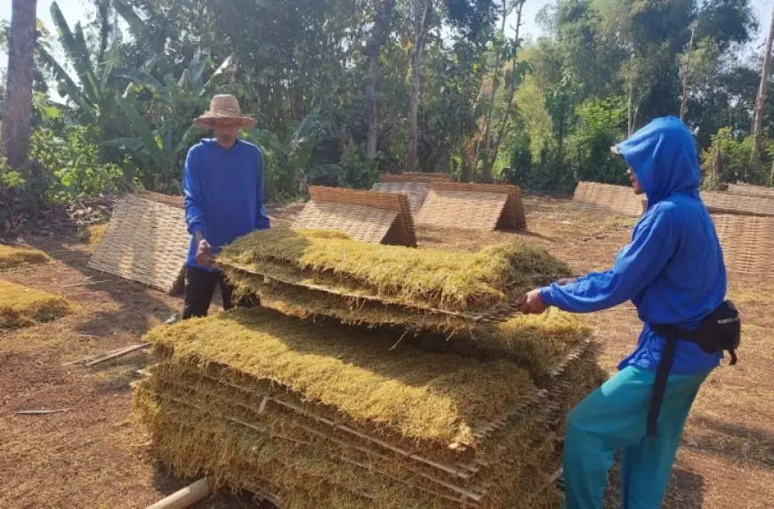 Harga Jatuh, Penyerapan Minim: Petani Tembakau di Probolinggo Tertekan