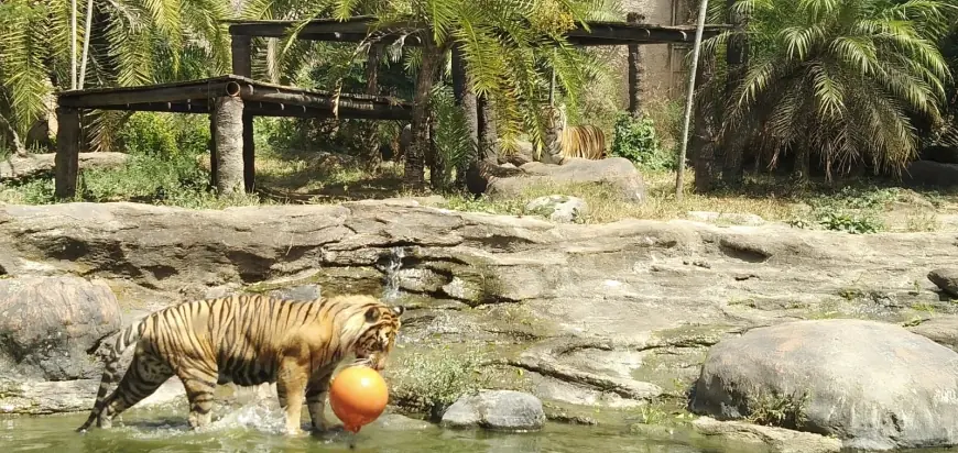 Peringati World Tiger's Day 2025, Batu Secret Zoo Gaungkan Konservasi Harimau Sumatera