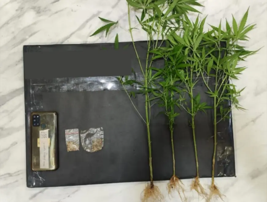 Tanam Ganja di Belakang Kandang Ayam, Warga Dampit Terancam 5 Tahun Penjara