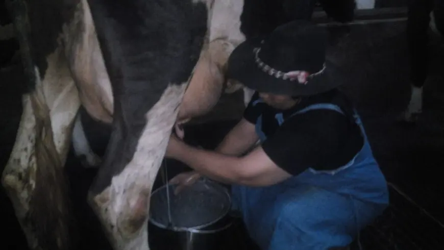 Harga Sapi Naik, Warga Dusun Brau di Kota Batu Makin Giat Beternak