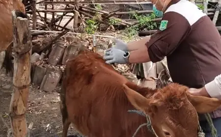 871 Hewan Ternak di Pasuruan Divaksinasi Oleh Tim Puskeswan