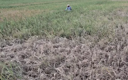 Serangan Wereng Lumpuhkan Lahan Padi di Trenggalek, Petani Terancam Gagal Panen