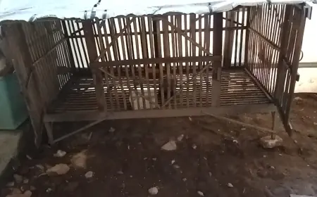 Maling Ayam Beraksi saat Cek Sound Karnaval, Warga Jombang Harap Aparat Desa Tanggap