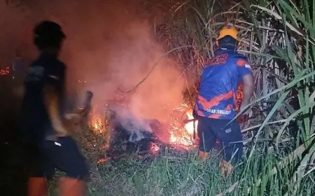 Dalam Semalam, Api Lalap Lahan Tebu dan Pohon Sengon di Bondowoso