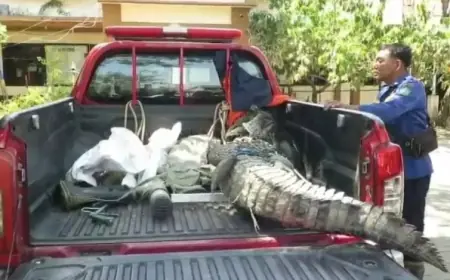 Buaya Muara Gegerkan Warga Kalisogo, Damkar Sidoarjo Lakukan Evakuasi Dramatis