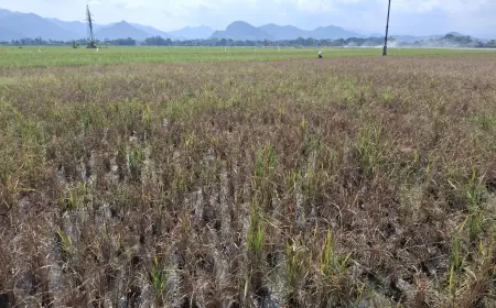 Ratusan Hektare Padi di Tulungagung Diserang Wereng, Petani Terancam Gagal Panen