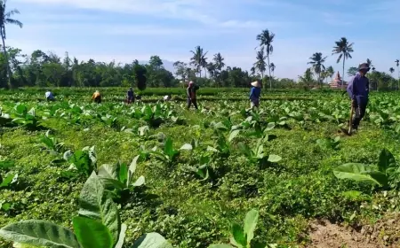 BLT DBHCHT di Bondowoso Sasar 7.566 Buruh Pabrik Rokok