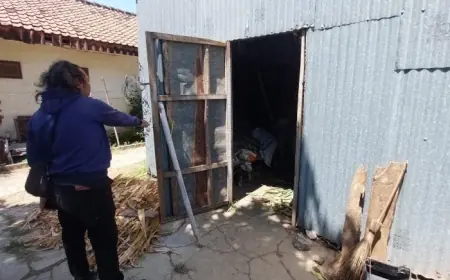 Tiga Sapi Limousin Raib Dicuri di Probolinggo, Kerugian Capai Puluhan Juta