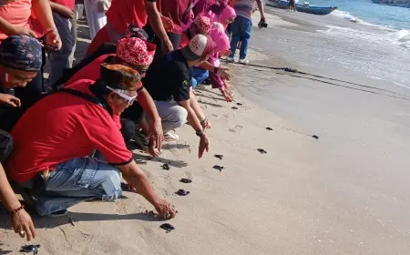 Konservasi, Ratusan Burung dan Tukik Dilepas Bebas di Pantai Papuma Jember