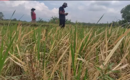 Puluhan Hektare Sawah di Ngawi Gagal Panen 3 Tahun Berturut-turut